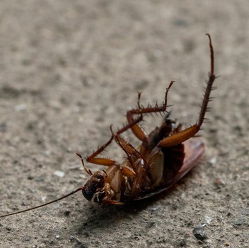 5 Cara Mengusir Kecoak Secara Alami, Rumah Auto Bersih!