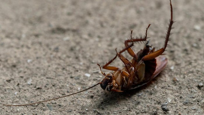 5 Cara Mengusir Kecoak Secara Alami, Rumah Auto Bersih!