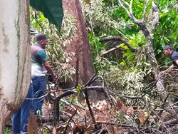 Pria di Mamuju Tewas Terjatuh Saat Pangkas Pohon Durian Setinggi 20 Meter