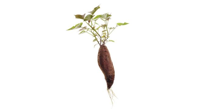 Siapa sangka, ubi jalar juga ternyata bisa ditanam di dalam pot yang kamu simpan di halaman rumah. Berikut cara menanam ubi jalar di dalam pot.