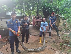 Warga Depok Kaget, Bebek Ternak Dimangsa Sanca Besar 4 Meter