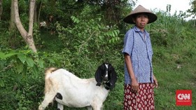 Manfaatkan DBHCHT, Pemkab Pasuruan Gelar Bimtek Silase untuk Peternak