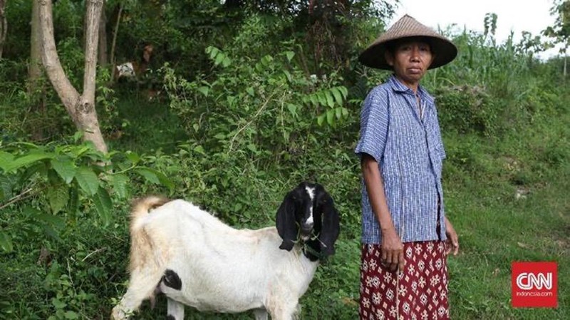 Manfaatkan DBHCHT, Pemkab Pasuruan Gelar Bimtek Silase untuk Peternak