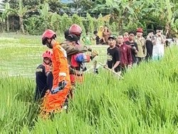 Sulitnya Evakuasi Buaya Jumbo di Sawah Bekasi: Berontak hingga Tali Putus