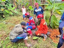 Buaya Nyasar ke Sawah Bekasi Bikin Damkar Kewalahan saat Evakuasi