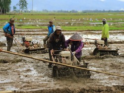Guru Besar UGM Apresiasi Kementan Capai Target Percepatan Swasembada Beras