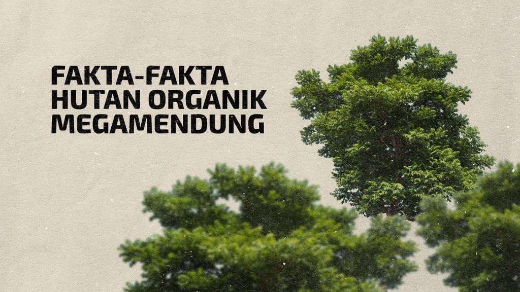 INFOGRAFIS: Fakta-fakta Hutan Organik Megamendung