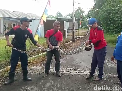 Dramatis Evakuasi Piton di Lumajang hingga Tangan Petugas Dililit Ular