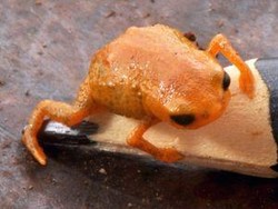 Spesies Baru Katak Kecil Seukuran Ujung Pensil Ditemukan di Negara Ini