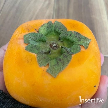 Buah Kaki, Sajian Musim Gugur Jepang yang Penuh Filosofi Kehidupan