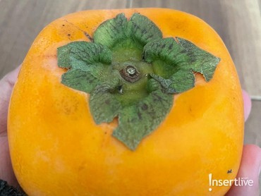 Buah Kaki, Sajian Musim Gugur Jepang yang Penuh Filosofi Kehidupan