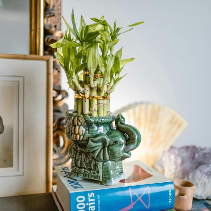 Lucky Bamboo atau Dracaena sanderiana, tanaman yang berarti ‘Bambu Keberuntungan’ ini sebenarnya bukan bambu sejati, namun sering dikaitkan dengan Feng Shui dan disebut-sebut membawa keseimbangan, harmoni, dan kemakmuran