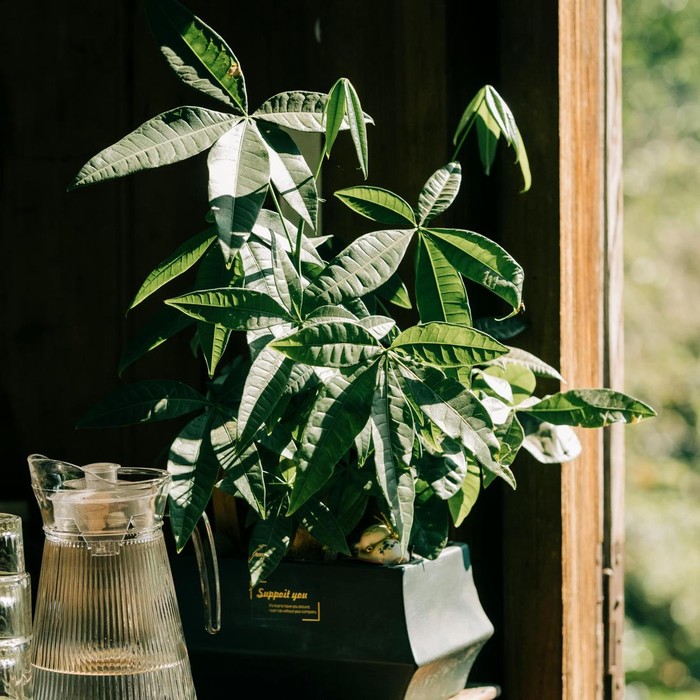 Pachira aquatica atau dikenal juga sebagai Pohon Uang. Tanaman ini disebut-sebut membawa kemakmuran dan energi positif, sehingga menjadikannya sebagai salah satu pilihan tanaman untuk tahun baru.