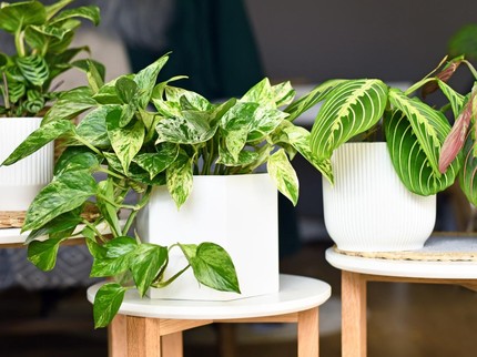25 Rekomendasi Tanaman Hias yang Mudah Dirawat di Rumah, Cocok untuk Pemula