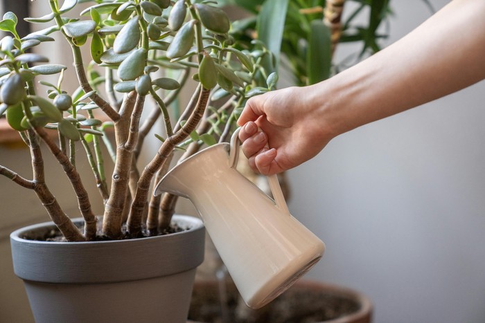 Beberapa tanaman dalam aturan feng shui yang bisa membawa kemakmuran, meliputi tanaman uang Cina, tanaman giok, jade plant, hingga bambu. Deretan tanaman tersebut juga mudah hidup di dalam ruangan.