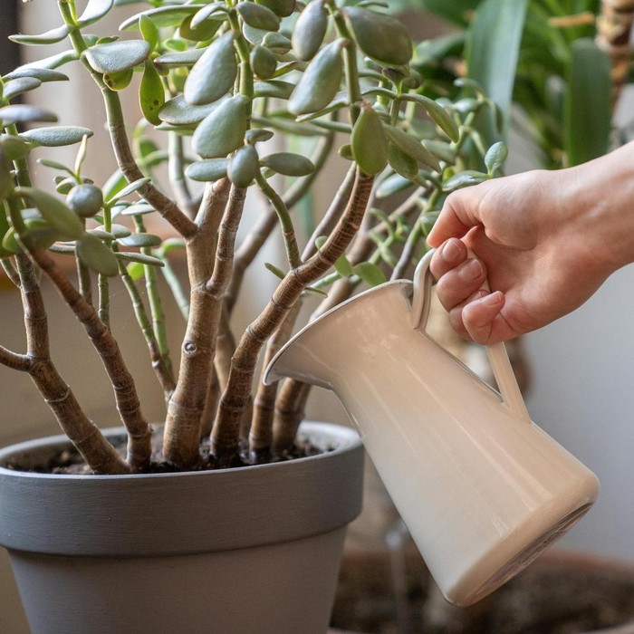 Jade Plant atau ‘Tanaman Jade’ melambangkan pertumbuhan dan kemakmuran. Biasanya, tanaman ini sering diberikan sebagai hadiah pindah rumah untuk membawa keberuntungan ke rumah baru