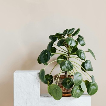 5 Tanaman Pembawa Keberuntungan yang Perlu Kamu Siapkan untuk Sambut Tahun Baru