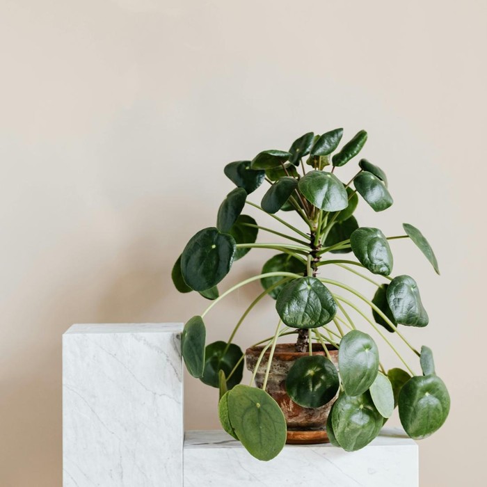 Pilea peperomioides atau dikenal juga sebagai ‘Tanaman Koin China’ diyakini melambangkan kemakmuran karena daunnya yang bulat dan terlihat seperti koin.