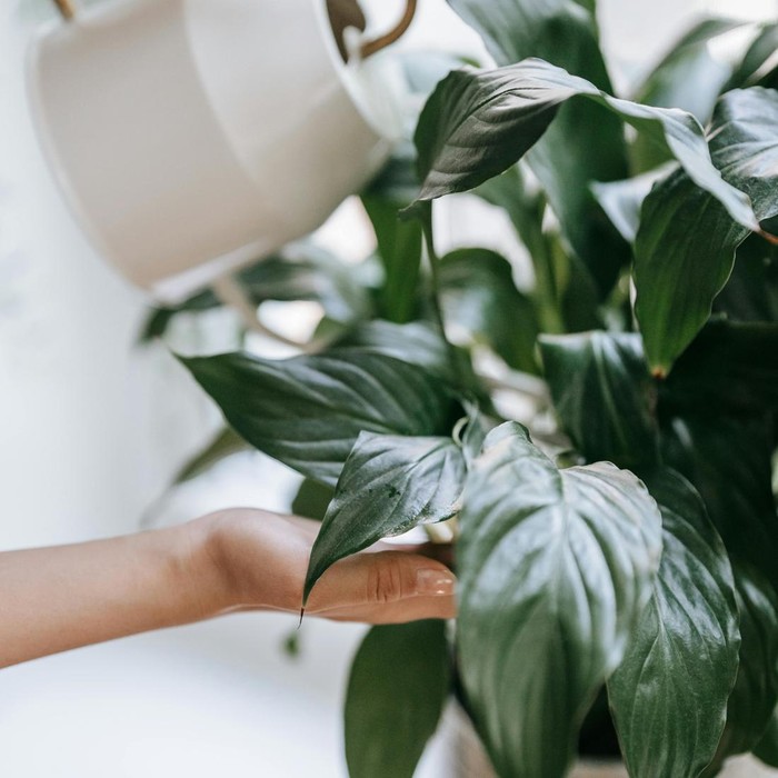 Tanaman Peace Lily atau ‘Lili Perdamaian’. Bukan hanya simbol perdamaian saja, tanaman ini juga melambangkan kemurnian dan kemakmuran.