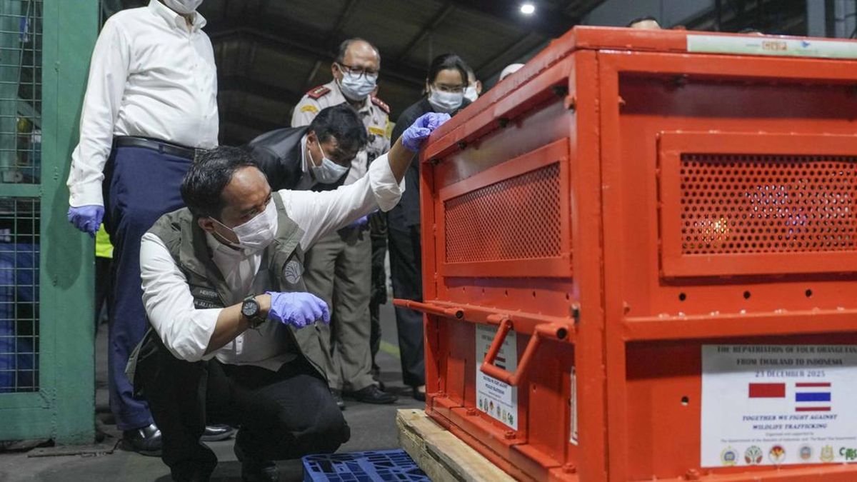 Menhut Pulangkan 4 Orangutan Hasil Perdagangan Ilegal dari Thailand
