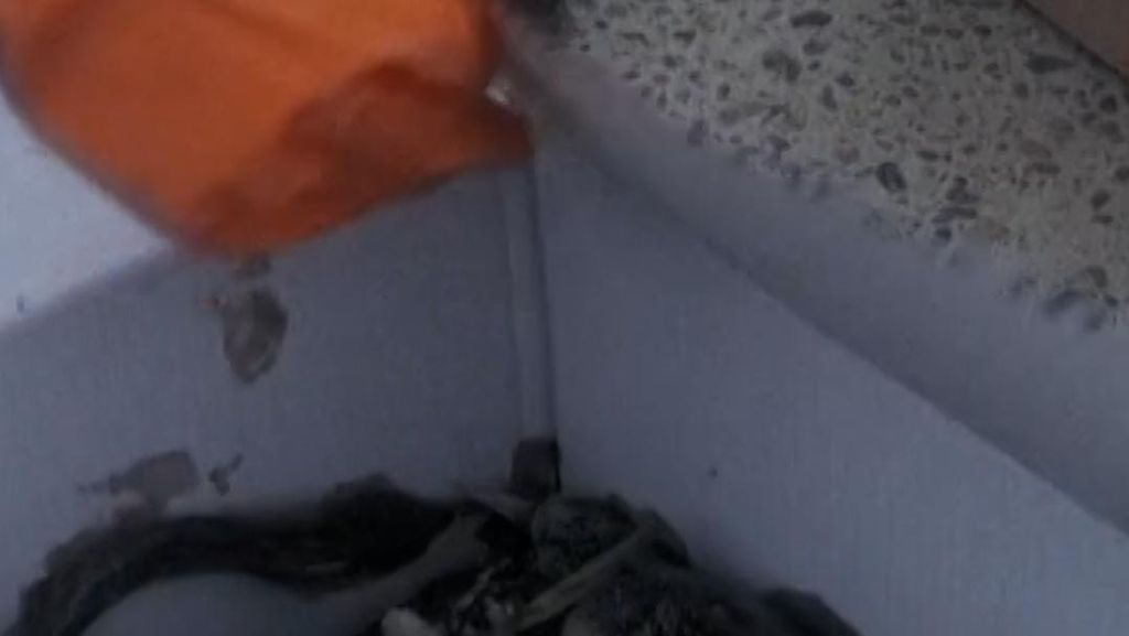 Tangki Minyak Ukraina Bocor Diserang Rusia, Puluhan Burung Terdampak