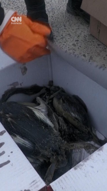 Tangki Minyak Ukraina Bocor Diserang Rusia, Puluhan Burung Terdampak