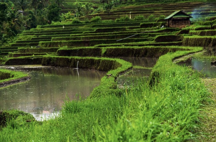 Pisces yang imajinatif dan pencinta alam cocok liburan di dekat air dan alam terbuka, seperti Ubud Bali untuk menikmati suasana sawah yang tenang dan gemericik air yang menyejukkan./ Foto: Freepik.com