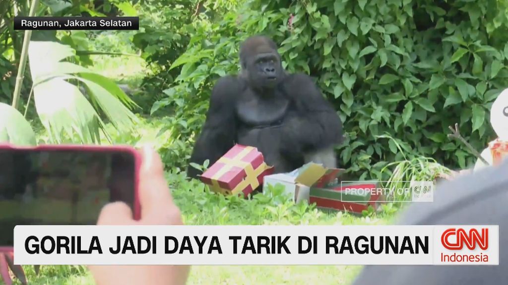 VIDEO: Gorila Jadi Daya Tarik di Ragunan