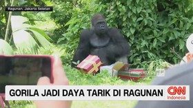 VIDEO: Gorila Jadi Daya Tarik di Ragunan