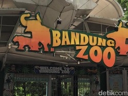 Tawa Pengunjung yang Kembali Hadir di Bandung Zoo