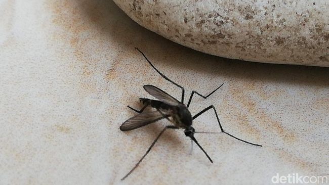 Para ilmuwan dari Lembaga Sejarah Alam Islandia mengonfirmasi temuan spesies nyamuk yang mampu beradaptasi dengan suhu dingin, Culiseta annulata.