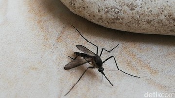 Turis Liburan ke Islandia Kini Tak Lagi Bebas dari Nyamuk