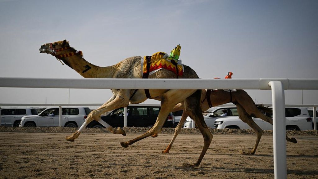 FOTO: Melihat Balap Unta di Qatar