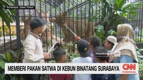 VIDEO: Libur Nataru, Kebun Binatang Surabaya Diserbu Pengunjung
