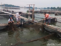 Ikan Air Tawar Ranu Grati Pasuruan Laris Manis Jelang Tahun Baru