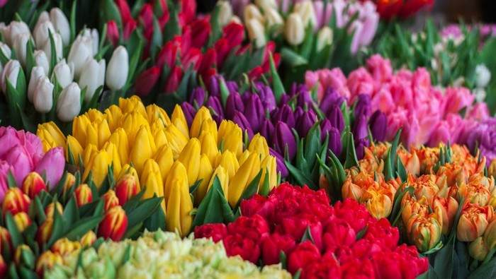 7 Bunga Termahal di Dunia, Salah Satunya Hanya Mekar di Malam Hari