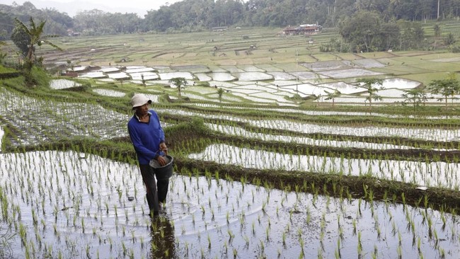 Hadapi El Nino Godzilla, Amran Geber Pompanisasi-Dana Segini Disiapkan