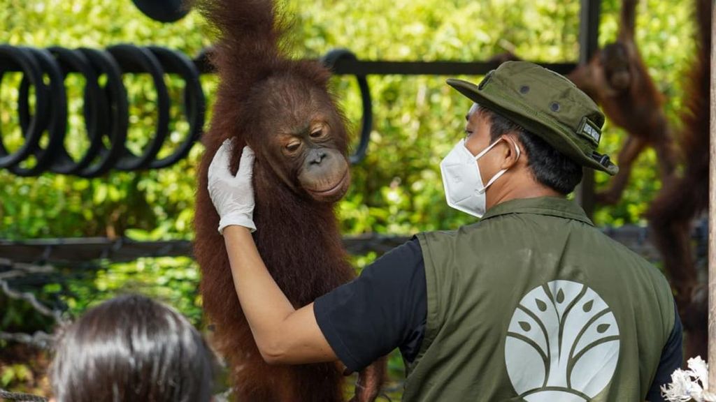 Menhut Lepasliarkan 2 Orangutan di Tanjung Puting Kalimantan