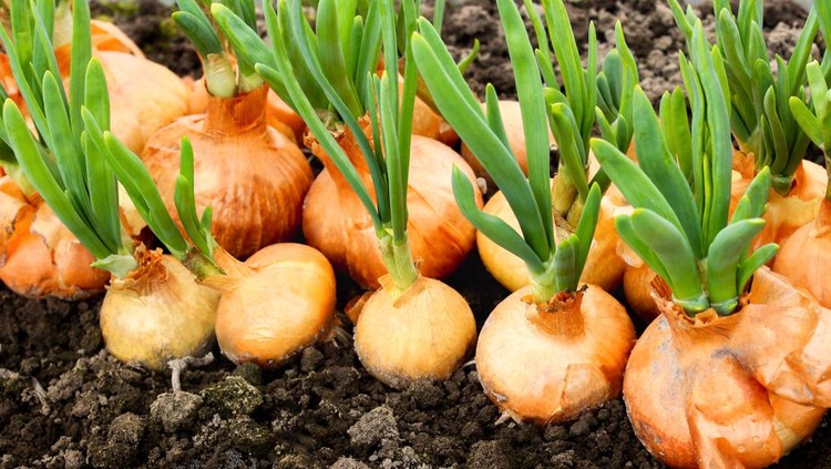 Ilustrasi bawang bombay