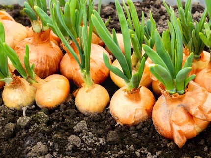 Cara Menanam Bawang Bombay di Rumah agar Cepat Tumbuh & Panen Melimpah