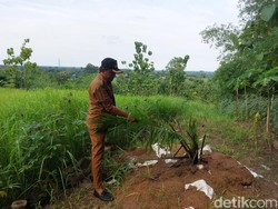 Ribuan Pohon Sawit Tetiba Muncul di Perbukitan Cigobang Cirebon