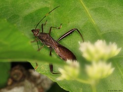 Kepik Itu Hewan Apa? Ini Karakteristik, Ciri-ciri, dan Manfaat bagi Ekosistem