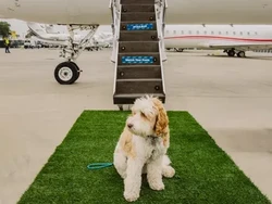 Lucunya, Ada Maskapai Khusus Hewan Peliharaan