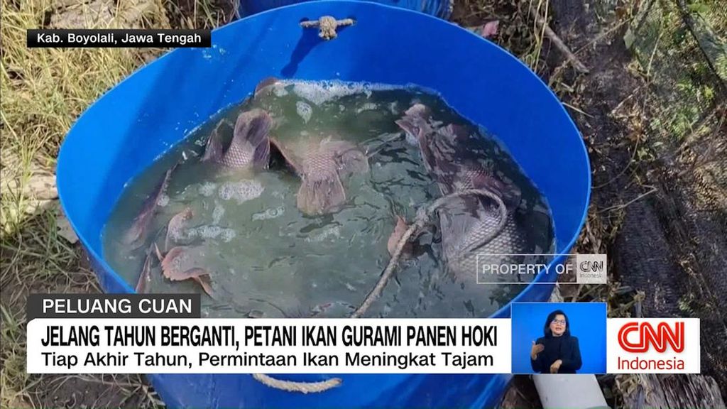 VIDEO: Cuan Menjulang di Malam Pergantian Tahun