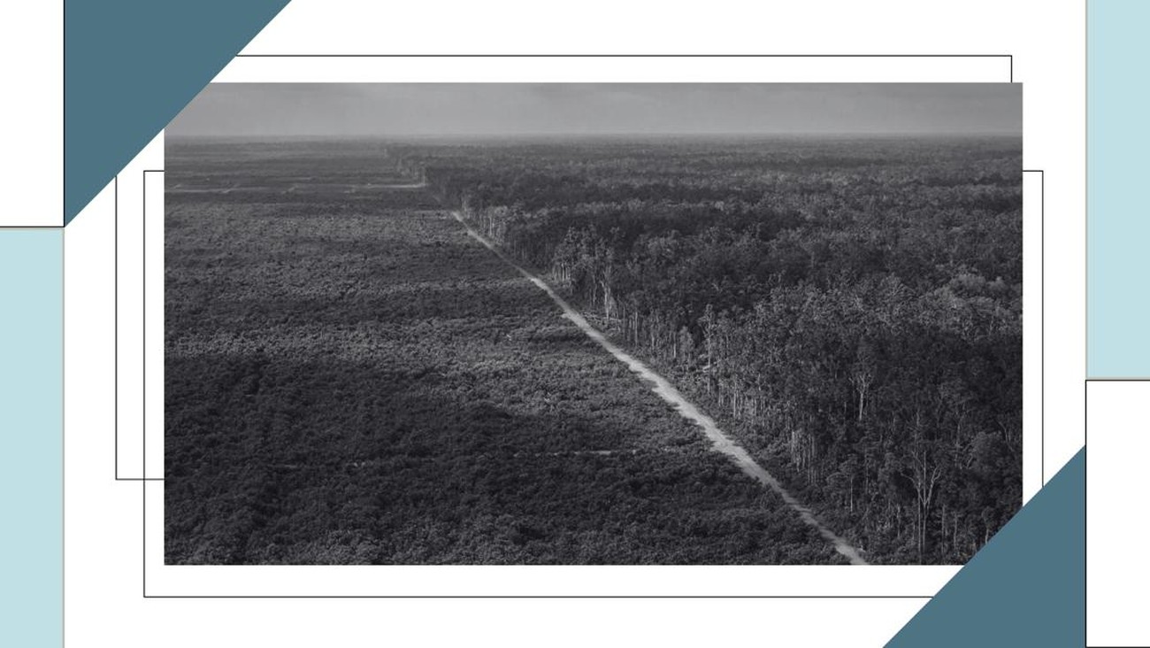 Luruhnya Daun Terakhir: Kala 'Benteng Alam' yang Tak Lagi Bisa Melindungi