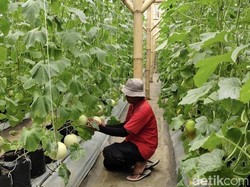 Kampung Melon Sukabumi, Destinasi Agrowisata Baru Favorit Saat Libur Panjang