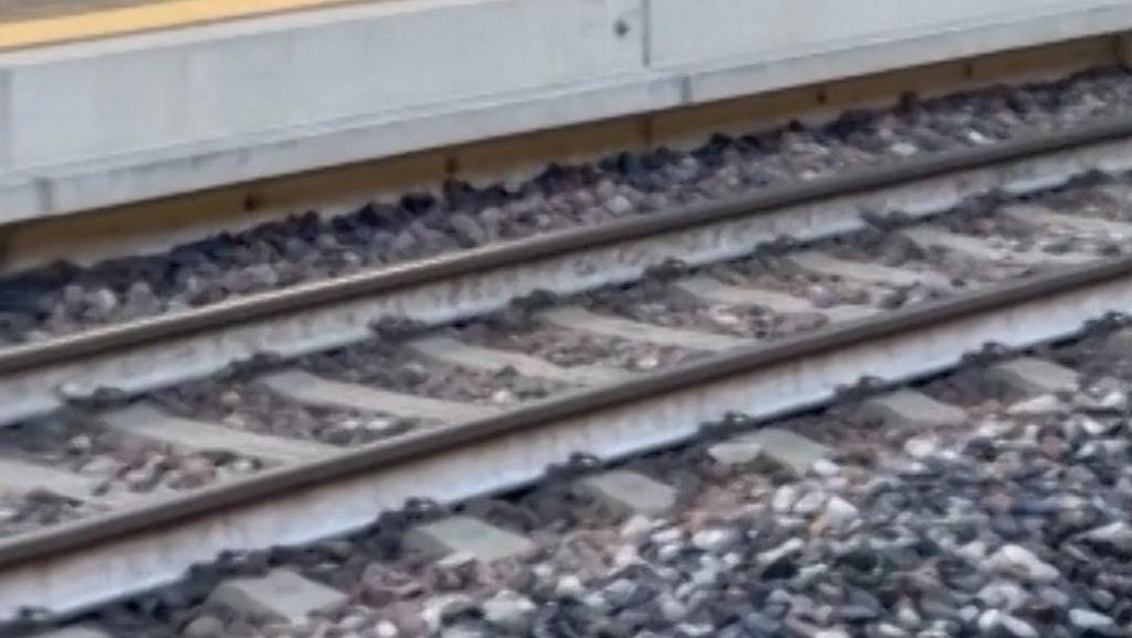 Penamapakan Rusa Lari-lari di Stasiun Kereta Bikin Heboh Italia