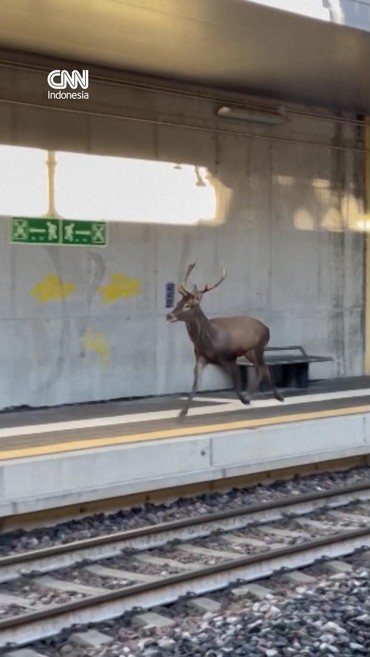 Penampakan Rusa Lari-lari di Stasiun Kereta Bikin Heboh Italia