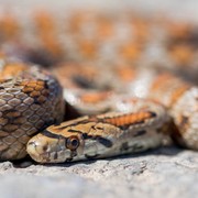 10 Cara Mengusir Ular dari Rumah, Nggak Perlu Panik!