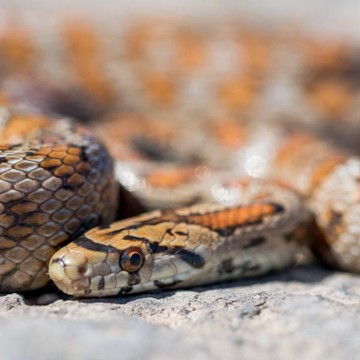 10 Cara Mengusir Ular dari Rumah, Nggak Perlu Panik!